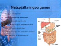 /album/matspjalkningssystemet/a6-matspja%cc%88lkningssystemet-004-jpeg/
